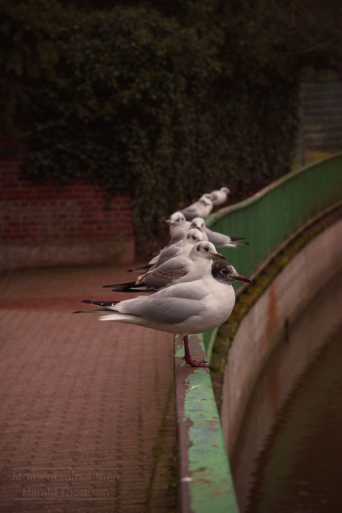 Die Vögel auf der Stange...