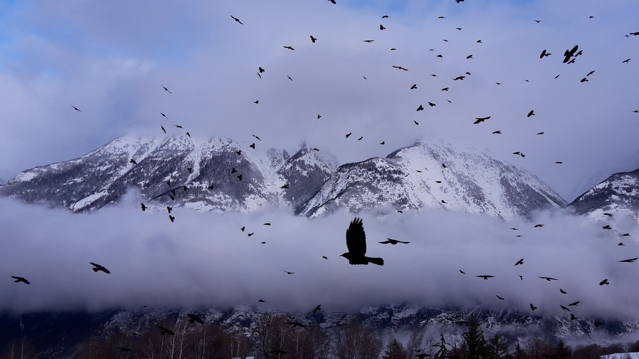 die Vögel 