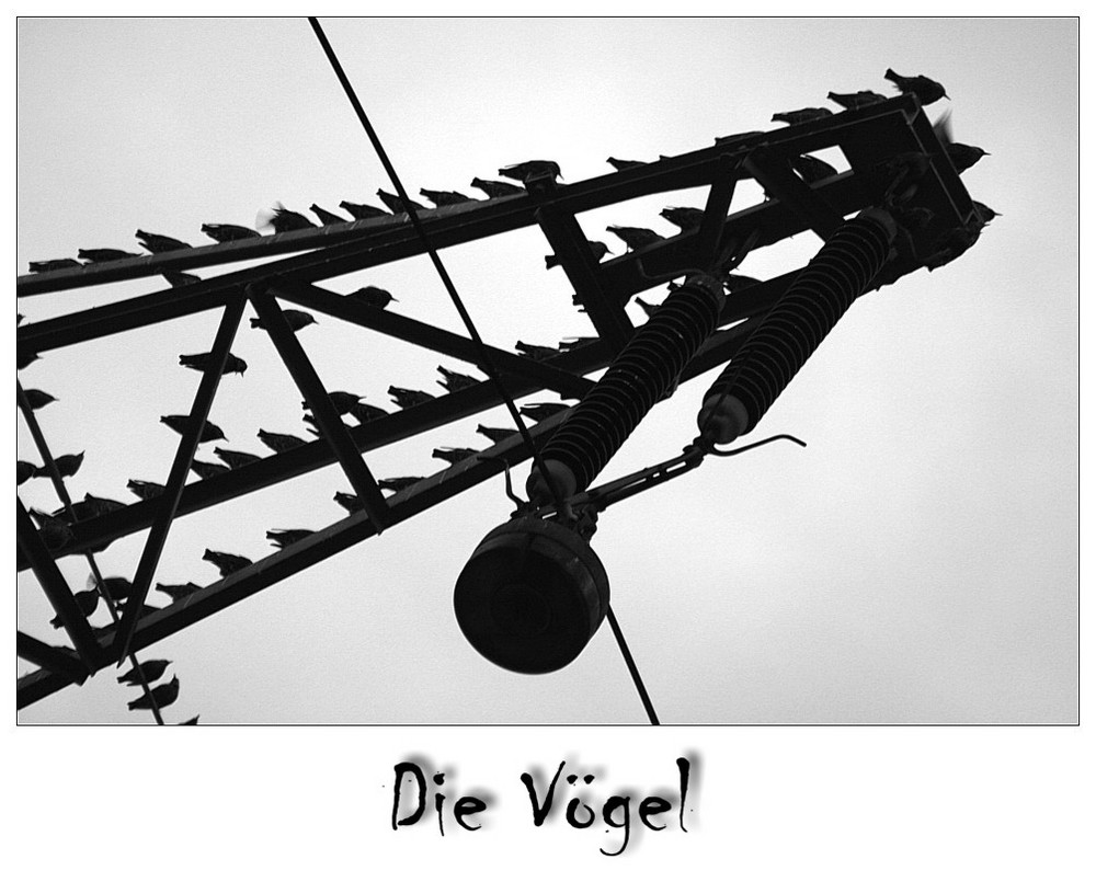 Die Vögel