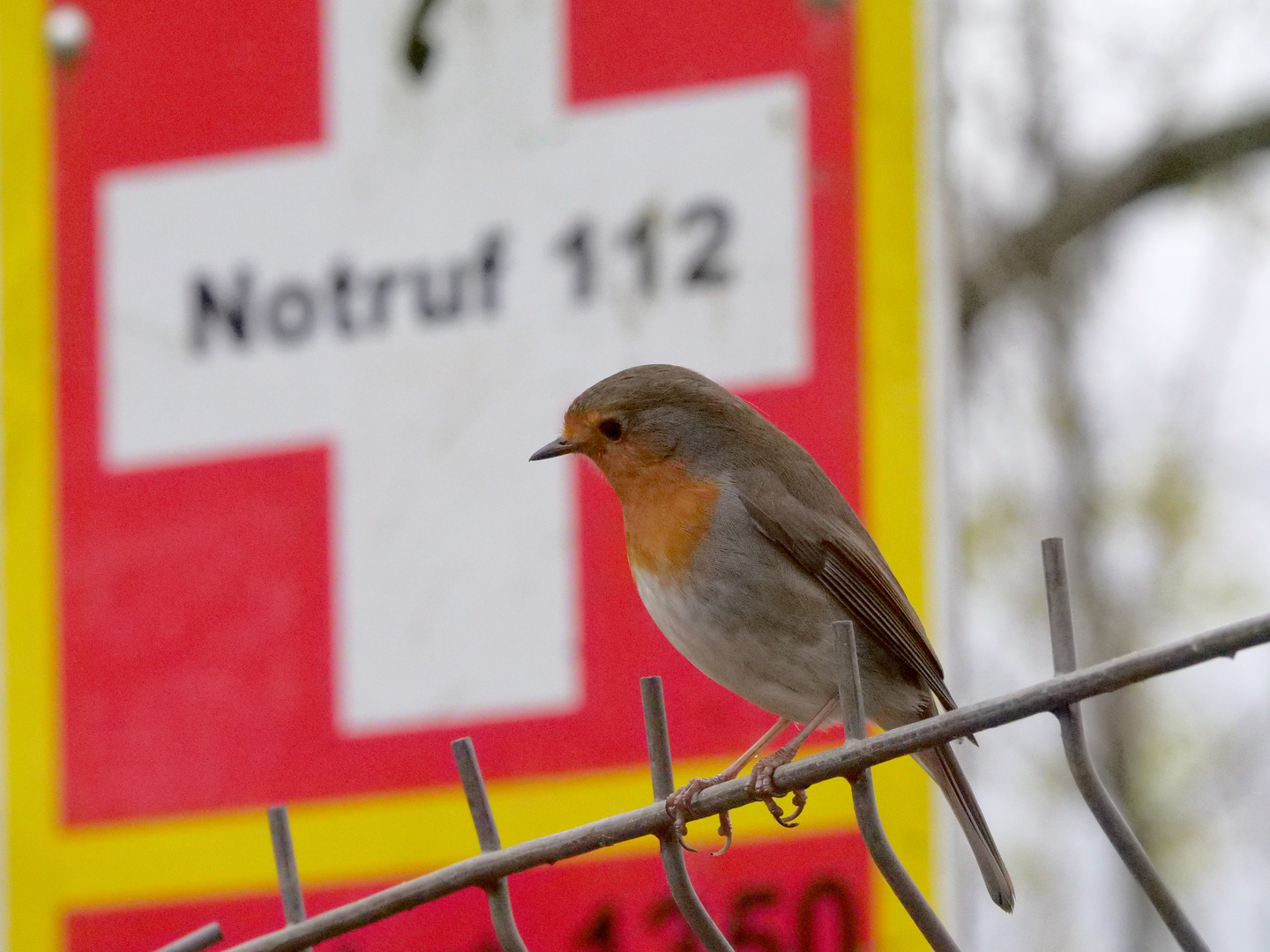 Die Vögel brauchen uns - jetzt