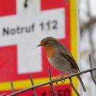 Die Vögel brauchen uns - jetzt