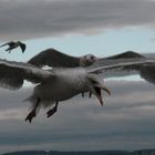 Die Vögel