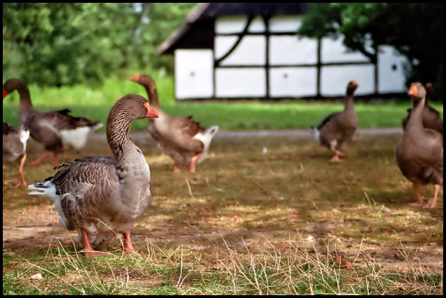 die vögel