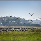 die vögel des glücks