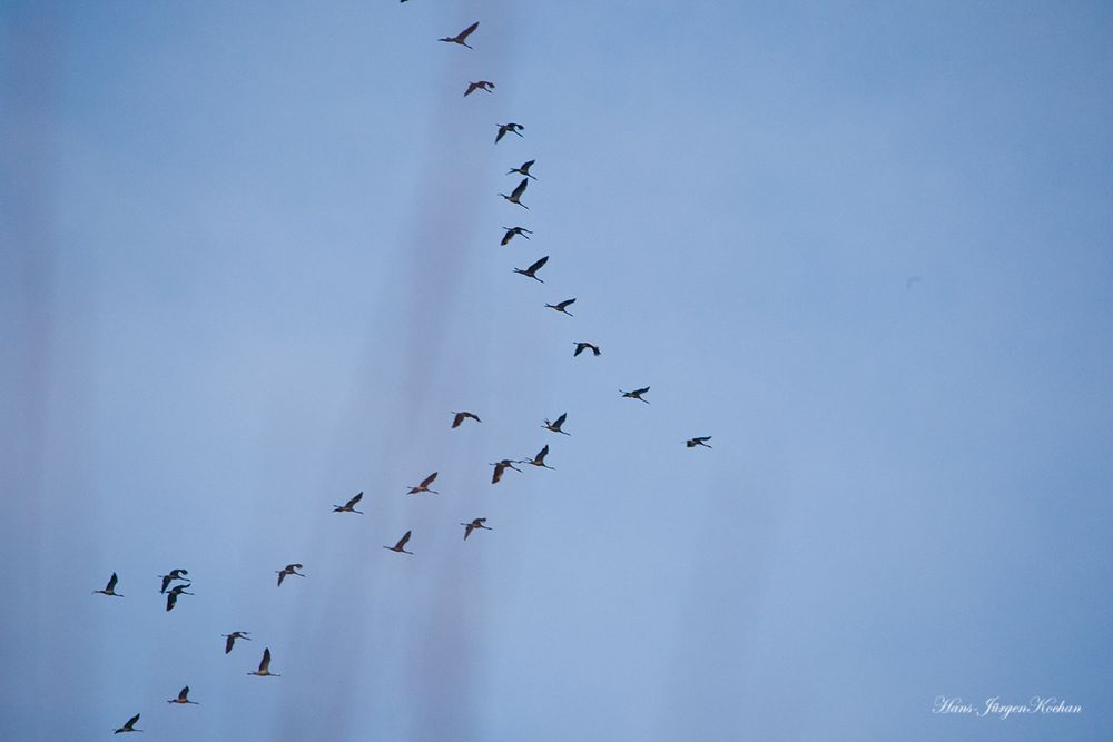 Die Vögel des Glücks.....