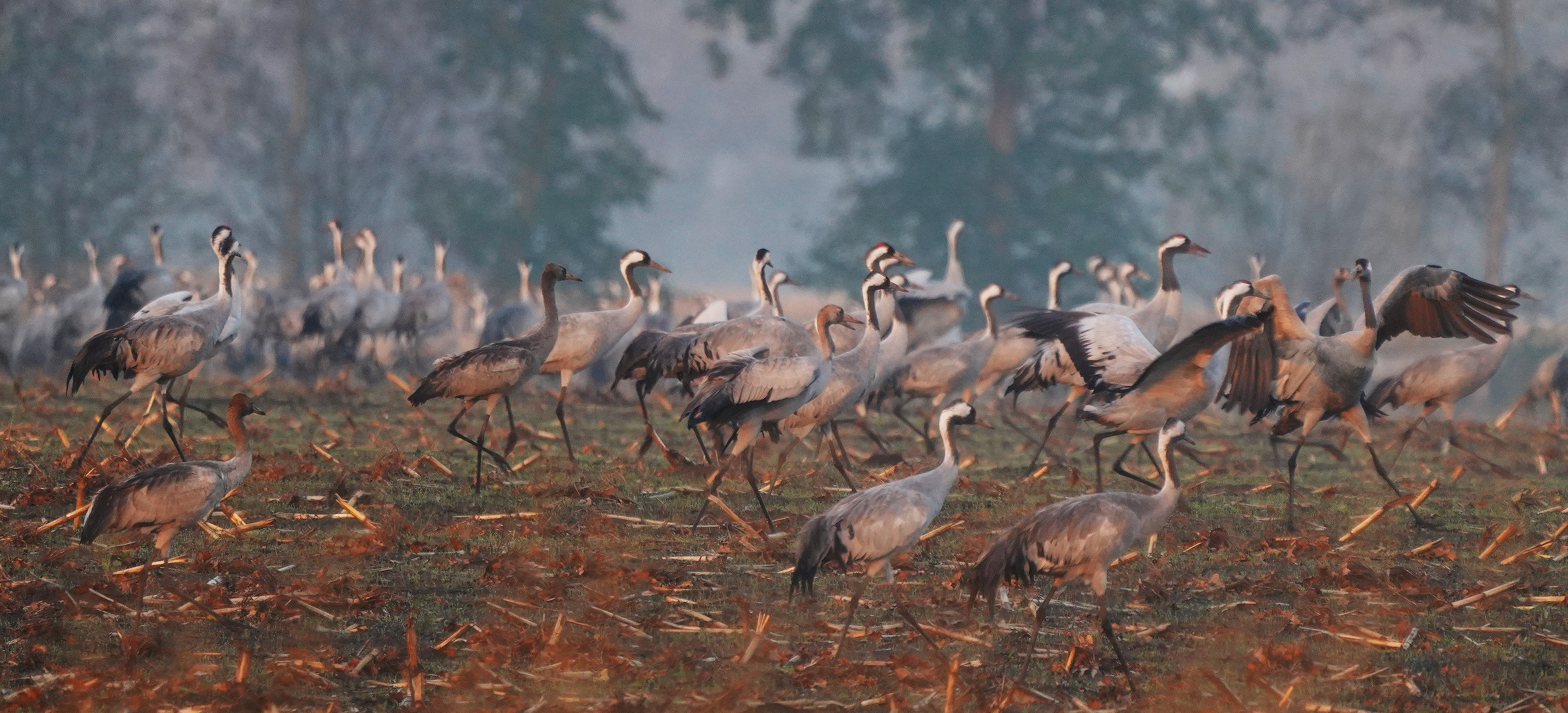 Die Vögel des Glücks-----.