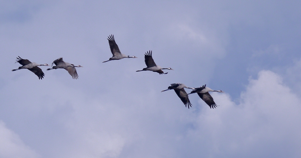 Die Vögel des Glücks