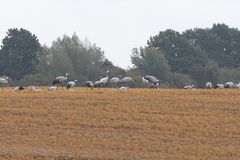 Die Vögel des Glück`s