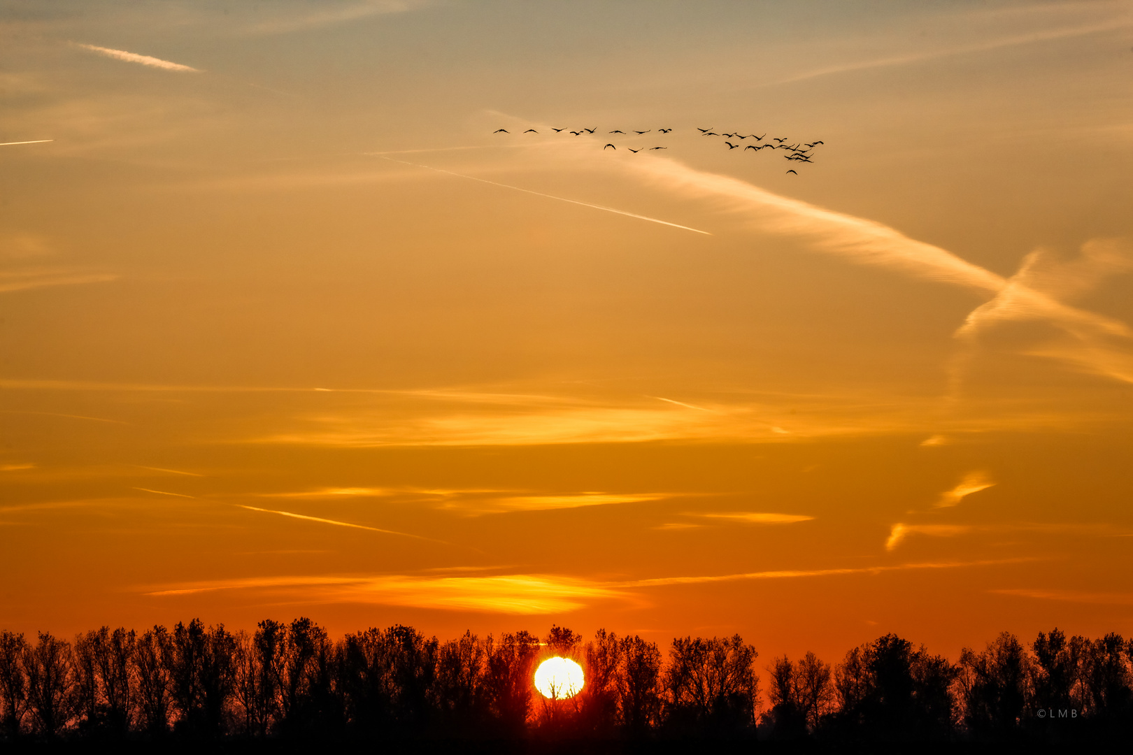 Die Vögel des Glücks