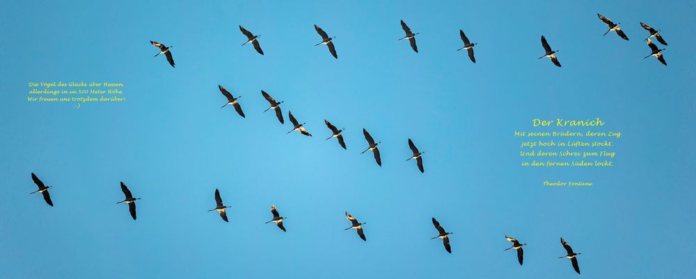 Die Vögel des Glücks über Hessen