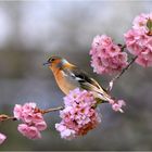 Die Vögel des Himmels singen dir zur Ehr (785)