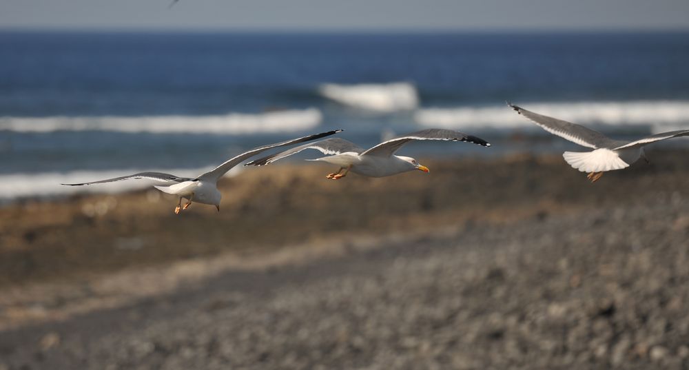 die Vögel