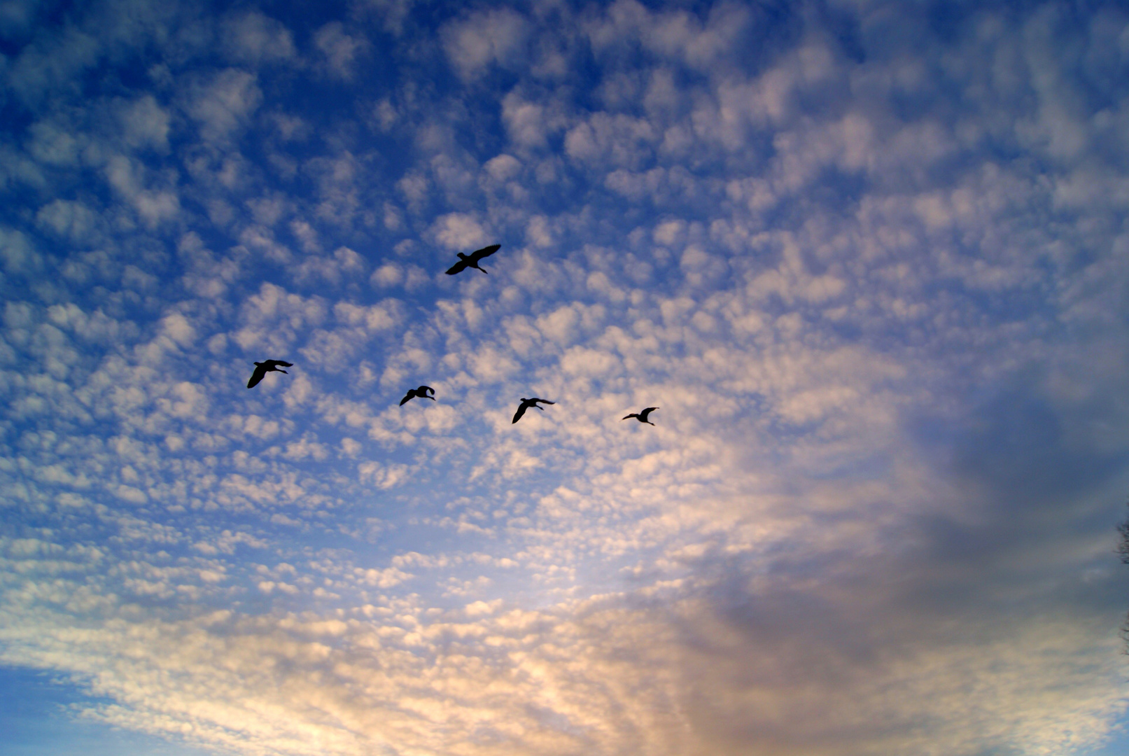 Die Vögel formen die Wolken zu einem 'ich brauche dich' und hoffe, dass du in den Himmel schaust.