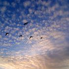 Die Vögel formen die Wolken zu einem 'ich brauche dich' und hoffe, dass du in den Himmel schaust.