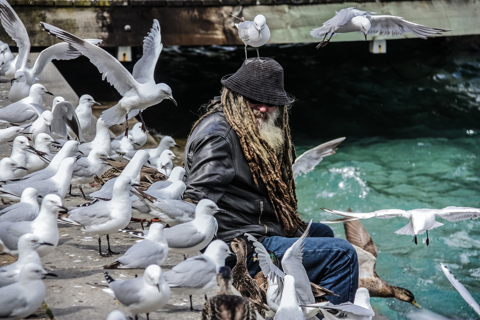 „Die Vögel“ … im Hafen von Queenstown, Neuseeland