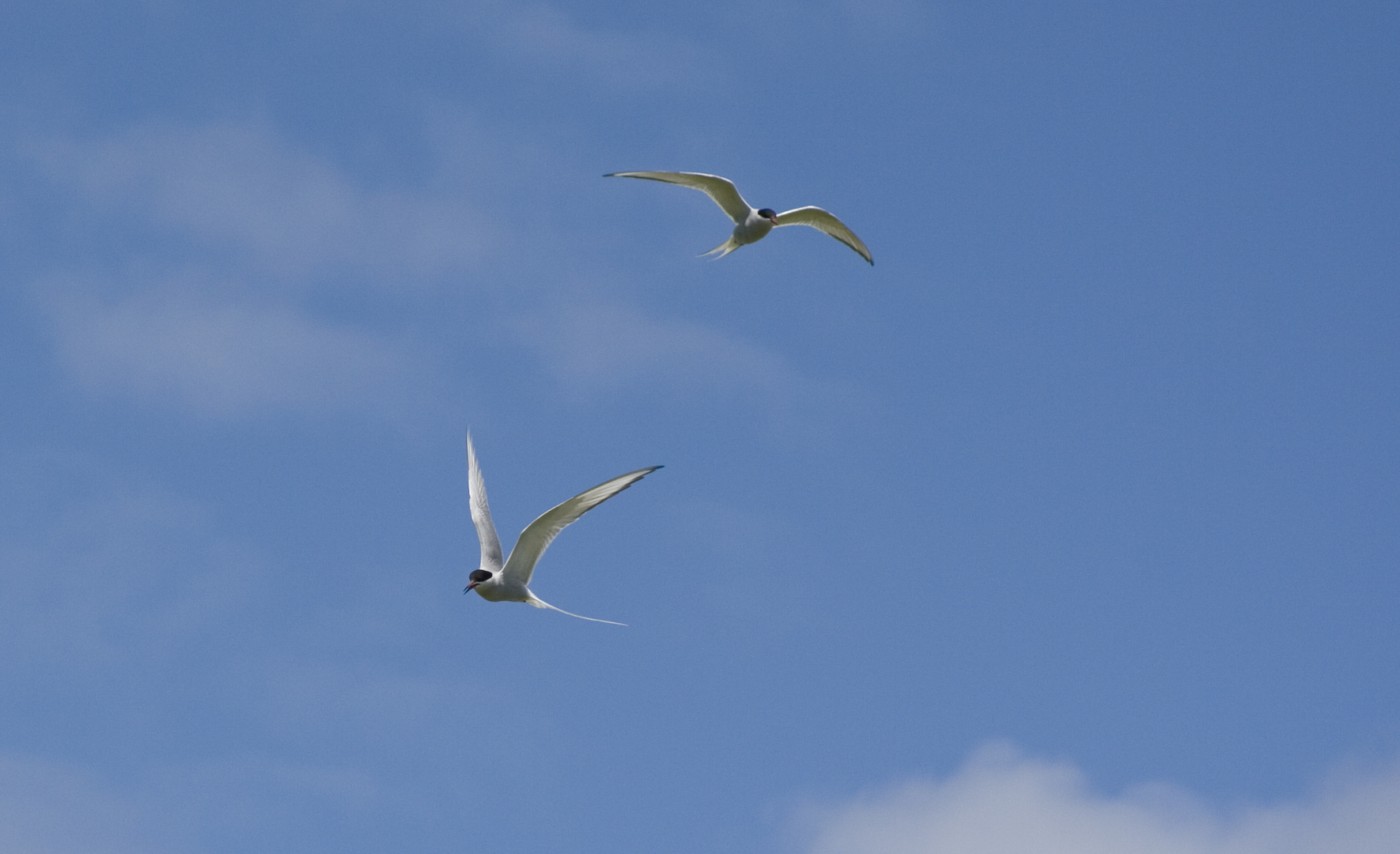 die vögel kommen 2