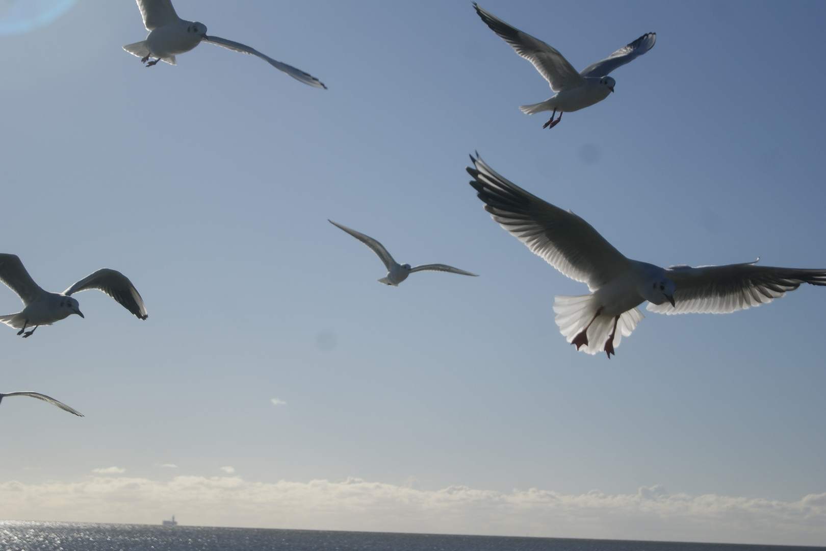 Die Vögel kommen 