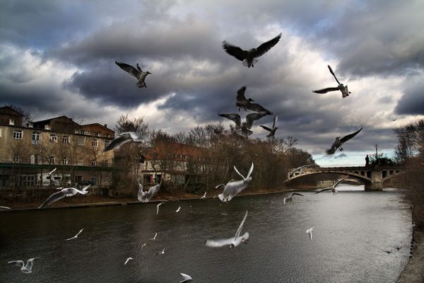 Die Vögel kommen....