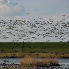 Die Vögel kommen wieder