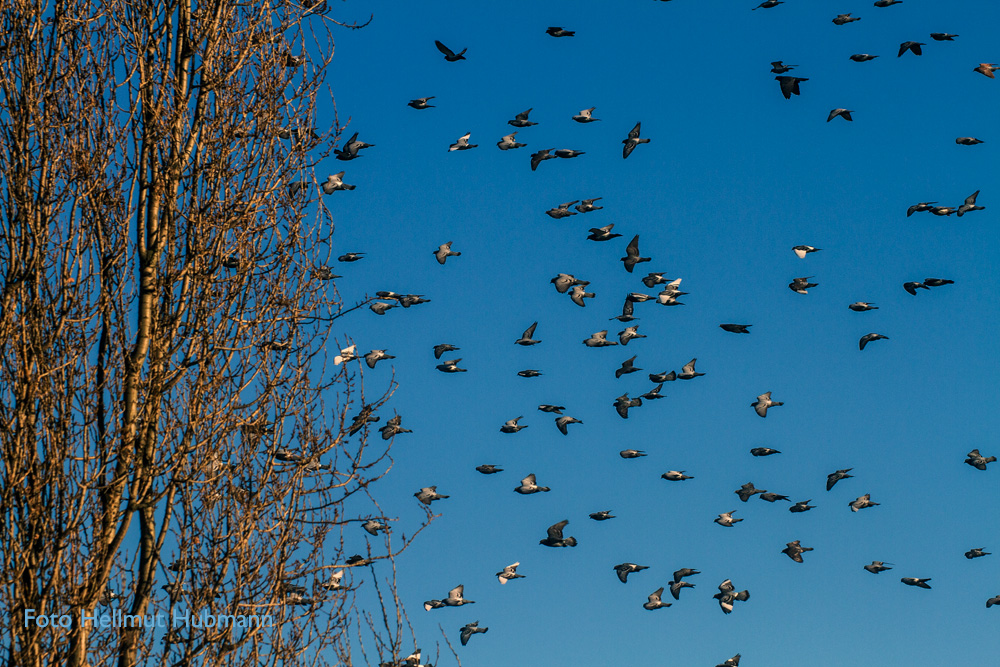 DIE VÖGEL oder