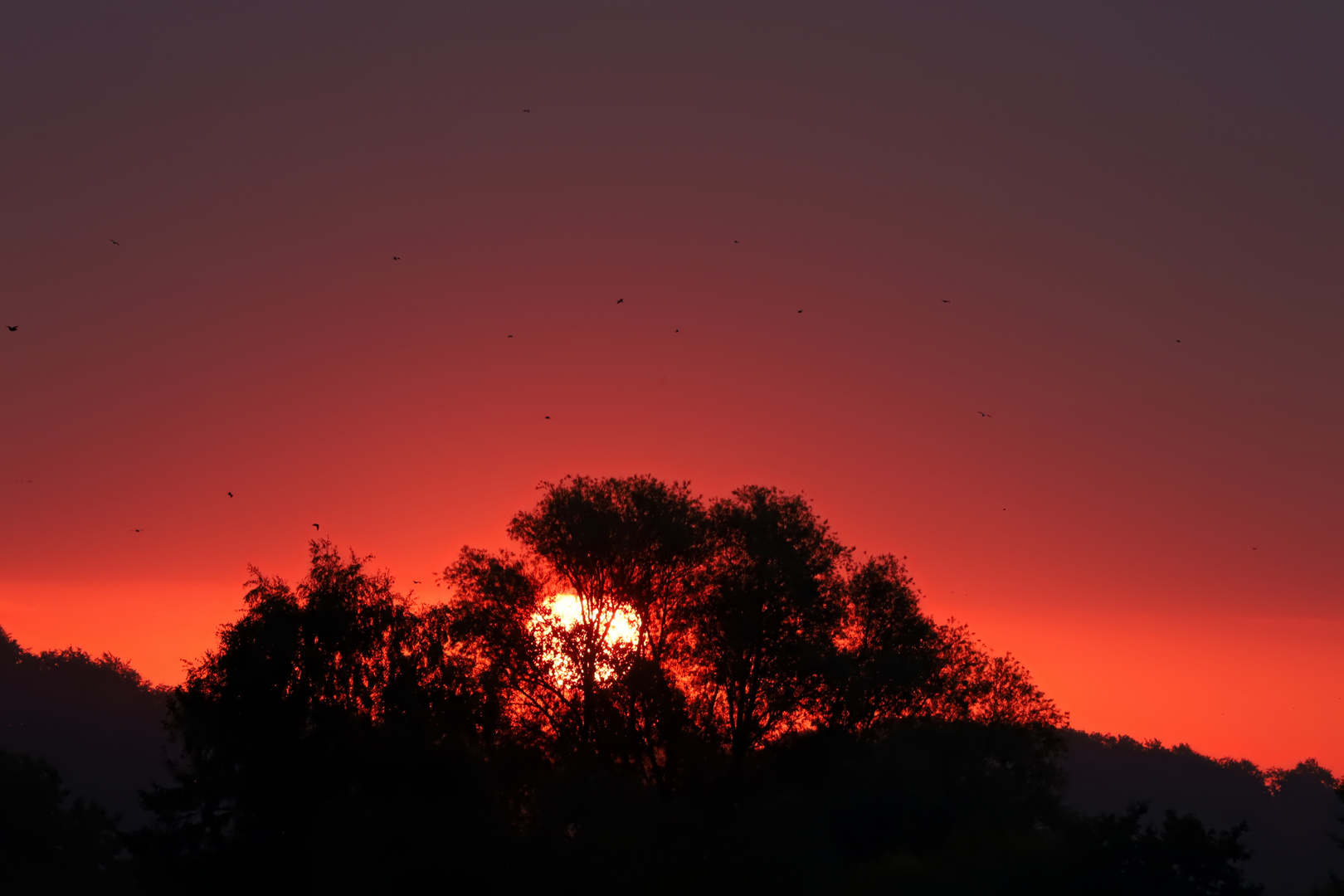 die Vögel starten zum Sonnenaufgang - the birds take off at sunrise