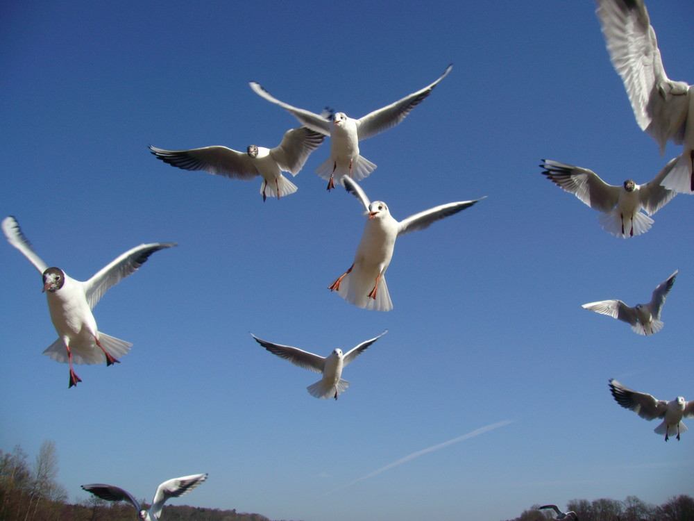 Die Vögel Teil 2