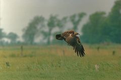 Die Vögel und die Jahre ...