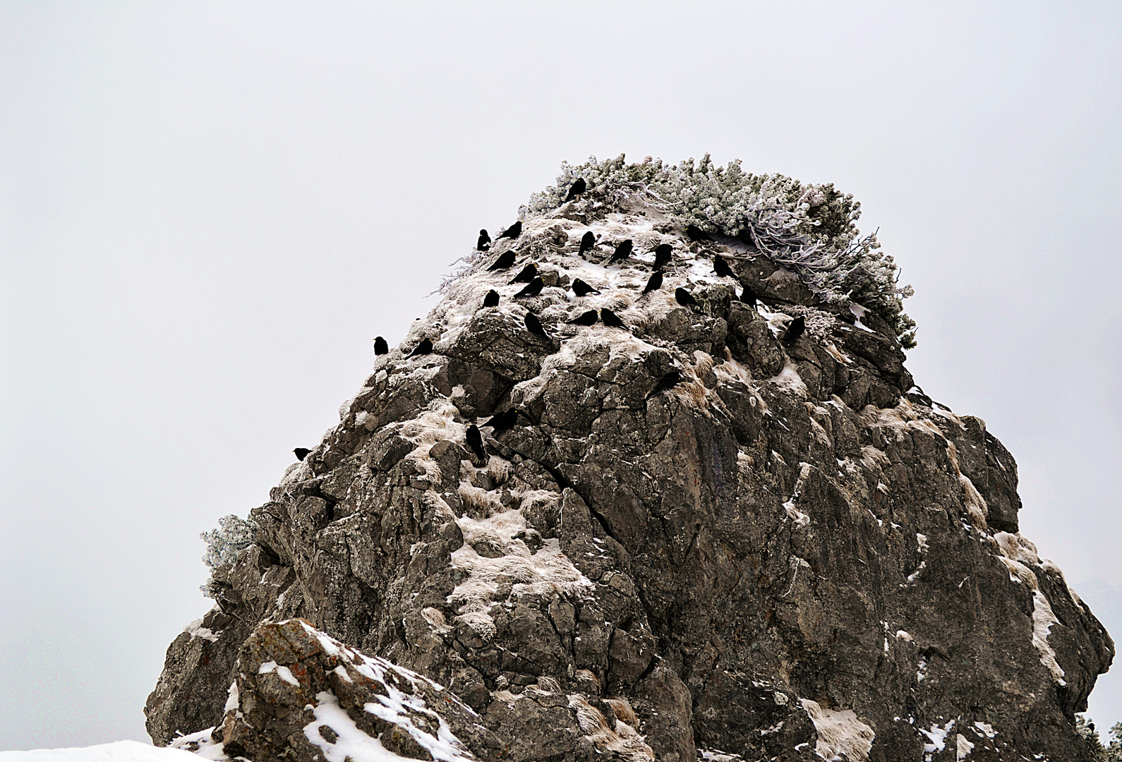 ~Die Vögel vom Wendelstein Gipfel~