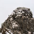 ~Die Vögel vom Wendelstein Gipfel~