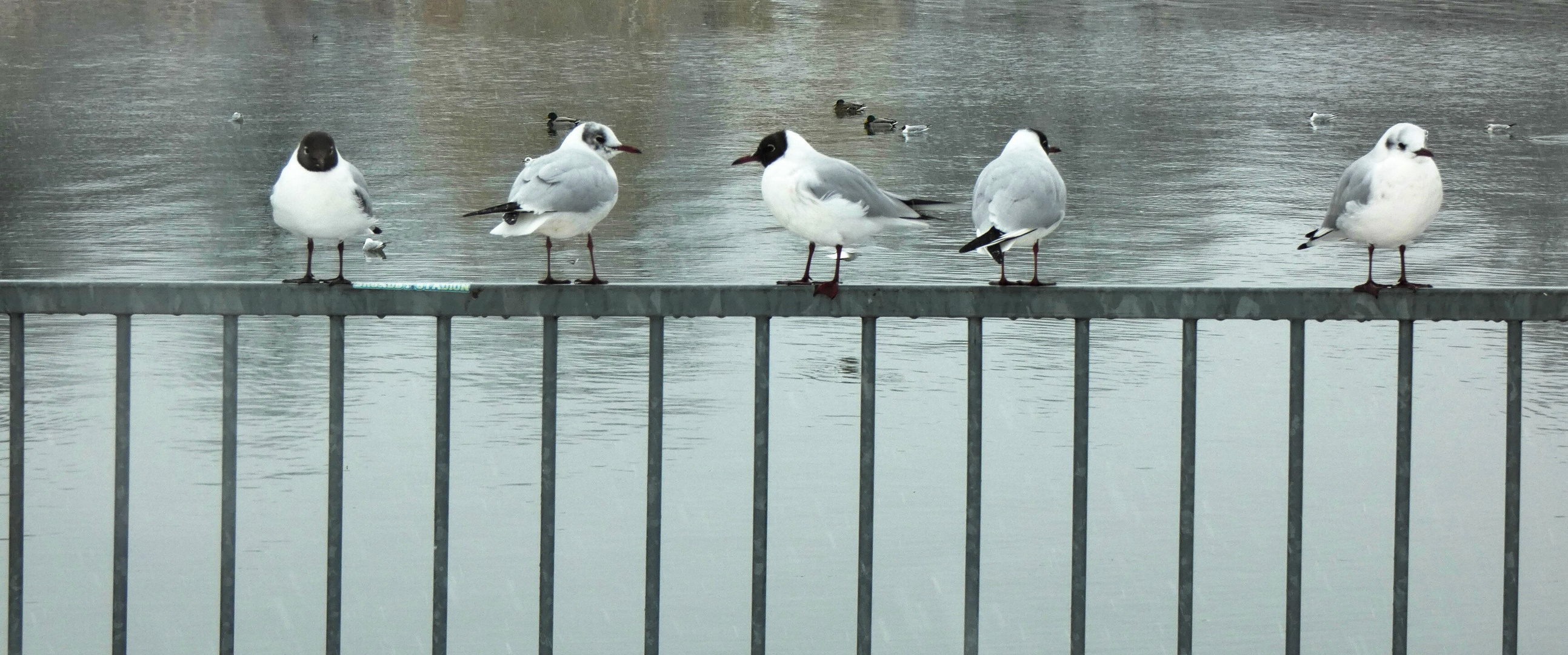 Die Vögel von der Stange...