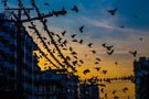 Die Vögel von Rangun von philop 