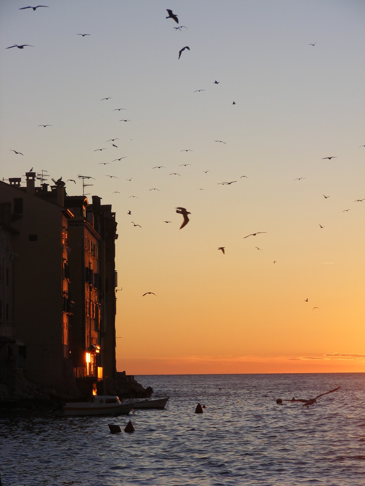 Die Vögel von Rovinj