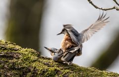 Die Vögel wollten Hochzeit feiern,in dem grünen Walde..