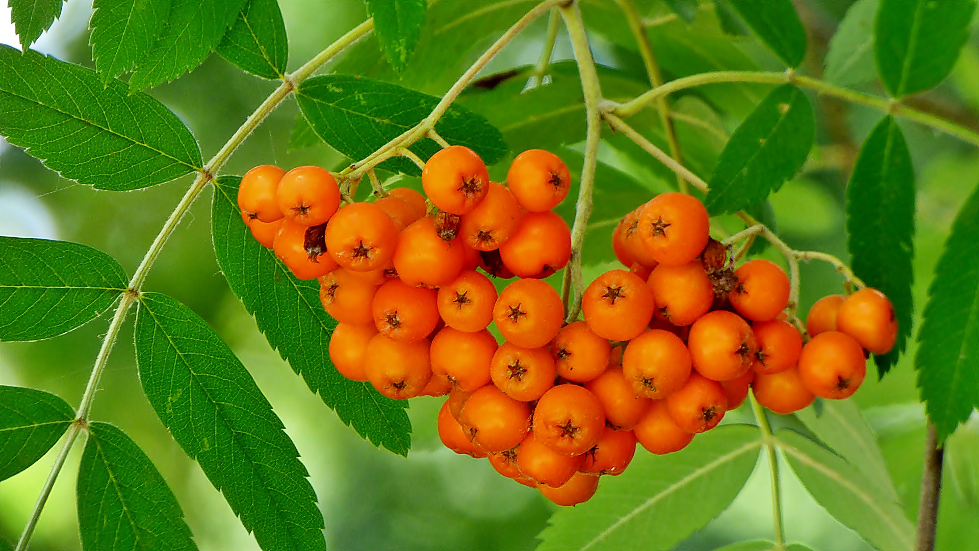 Die 'Vogelbeeren' . . .