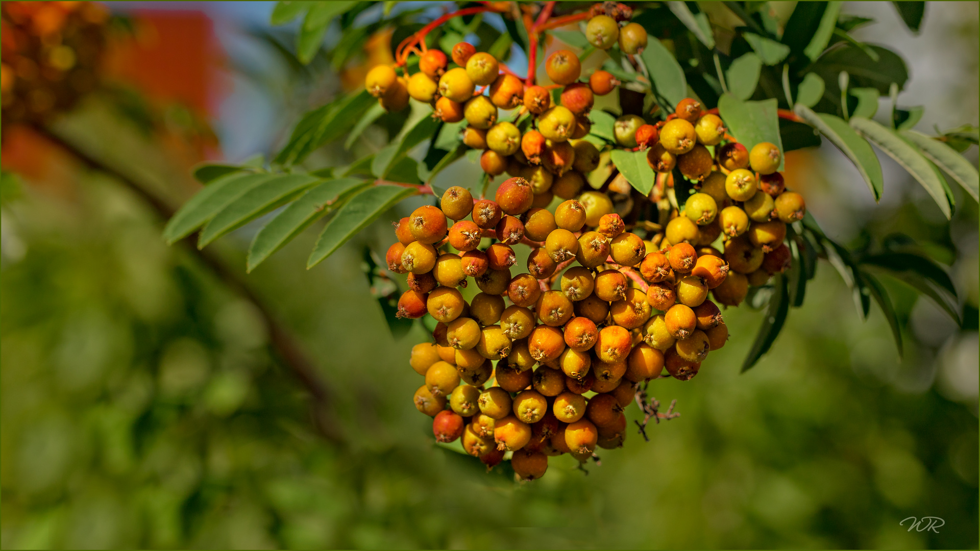 Die Vogelbeeren ....