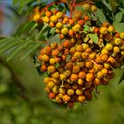 Die Vogelbeeren ....