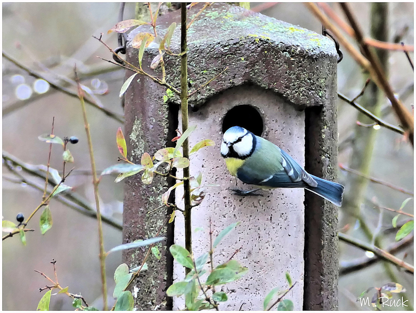 Die Vogelhäuschen werden schon mal vorab begutachtet !