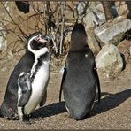 Die Vogelhochzeit . . . > 1-10 <