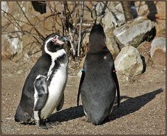 Die Vogelhochzeit . . . > 1-10 <