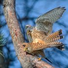 Die Vogelhochzeit