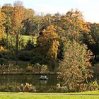 die Vogelinsel auf dem Teich