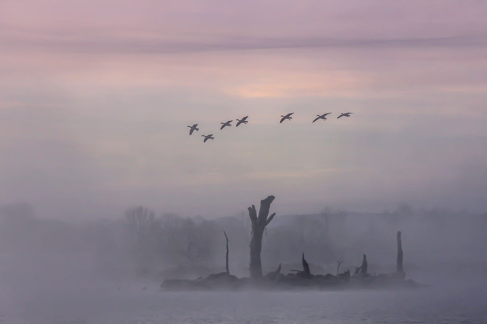 Die Vogelinsel