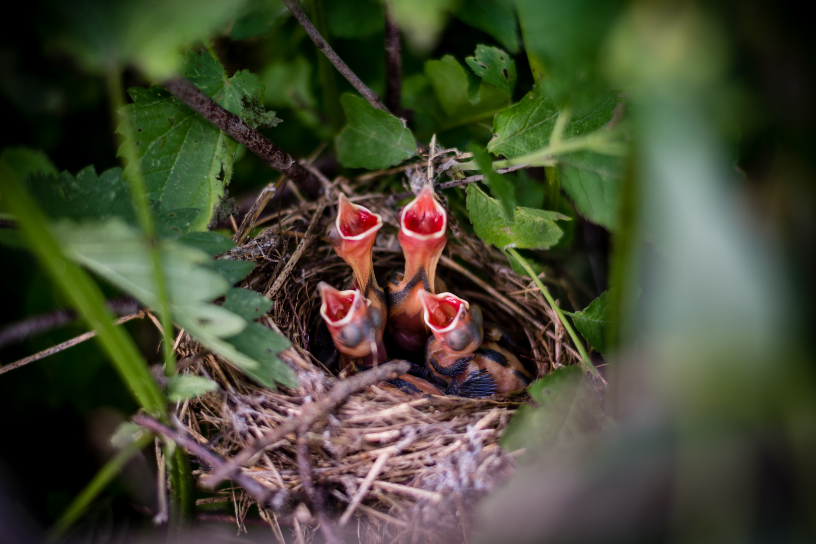 Die Vogeljunge haben Hunger!