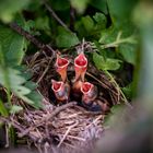 Die Vogeljunge haben Hunger!