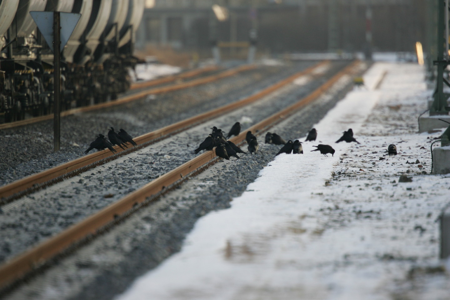 die Vogelschar auf der Hohen Schaar