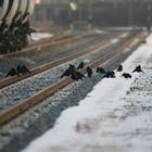 die Vogelschar auf der Hohen Schaar