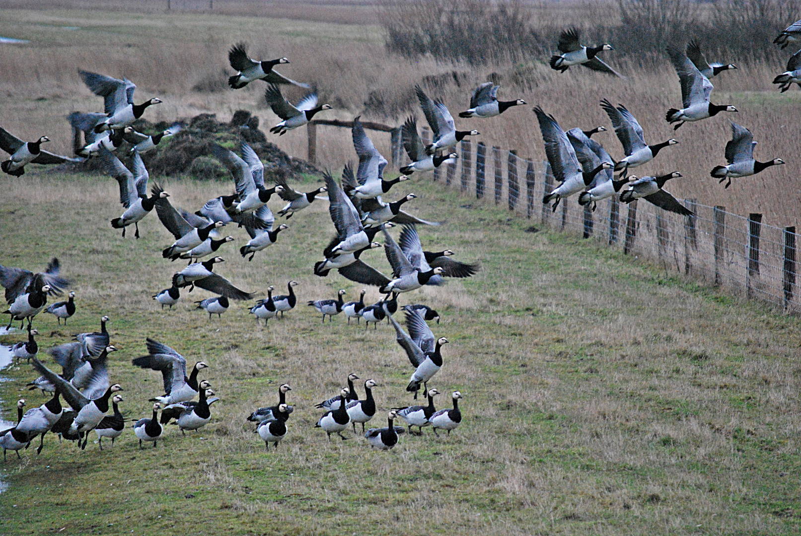 die Vogelschar...