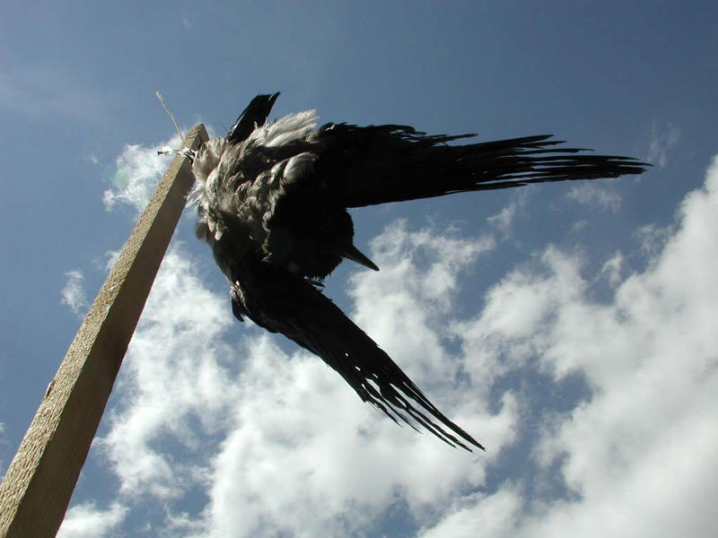 Die Vogelscheuche von Udo Jaeckel