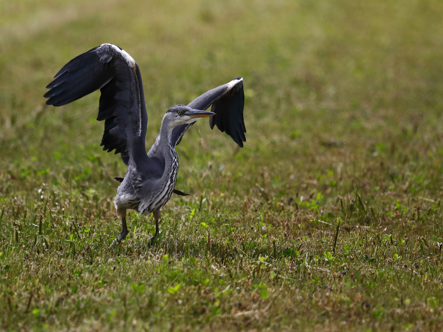 Die Vogelscheuche