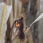 Die Vogelscheuche im Maisfeld ?